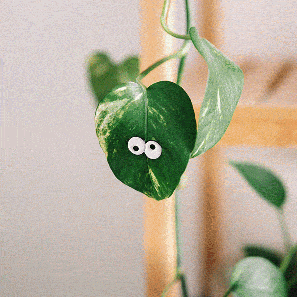 Glow Eyes 4-pack - Plant Charms 